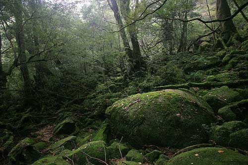 Ancient cedar trees, Yakushima, Japan