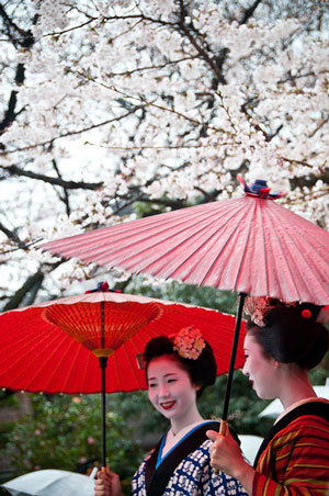 Maiko / Geisha under the Sakura trees, Japan