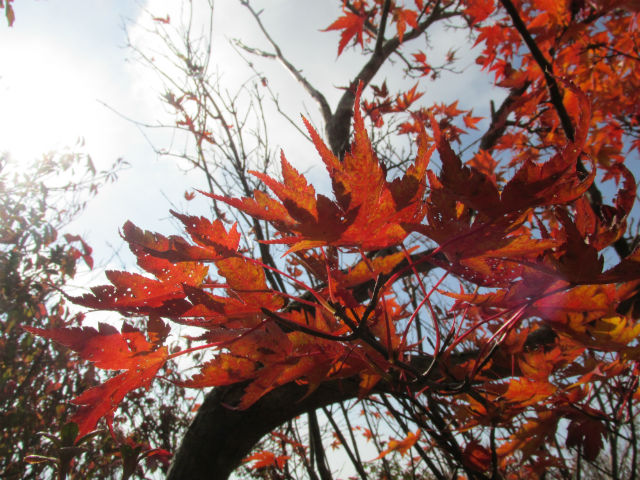 Autumn season leaves, Japan Autumn season leaves, Japan