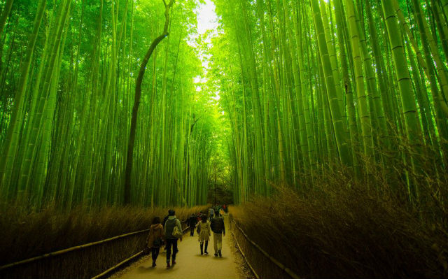 Bamboo garden, Kyoto, Japan Bamboo garden, Kyoto, Japan
