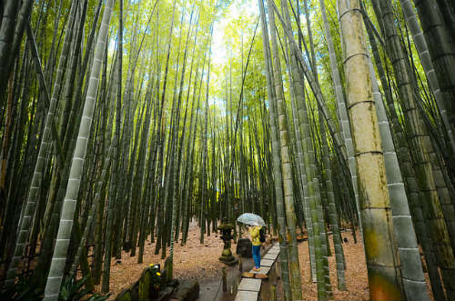 Bamboo garden at Hokokuji Temple, Kamakura, Japan