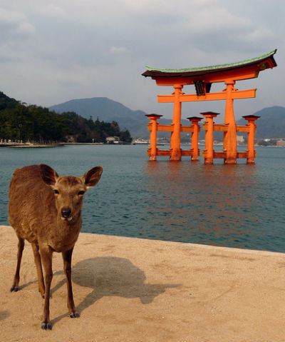 Spot a deer on Miyajima Island, Japan