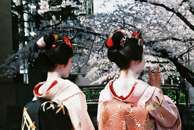 Geishas during Sakura season, Kyoto, Japan Geishas during Sakura season, Kyoto, Japan