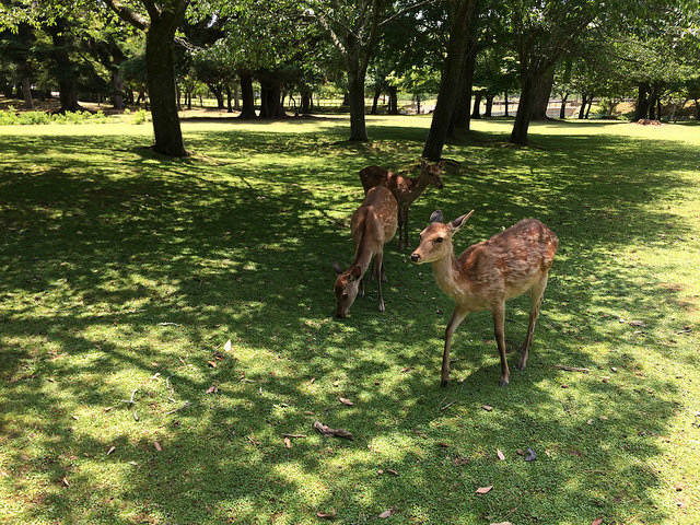 Deer at Nara Park, Japan Deer at Nara Park, Japan