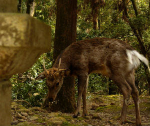 Nara Park deers, Nara, Japan