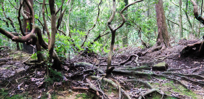 Primeval Forest, Nara, Japan
