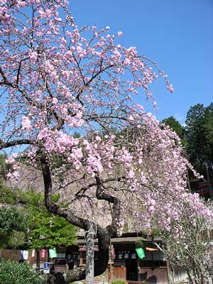 Sakura tree in spring, Japan Sakura tree in spring, Japan
