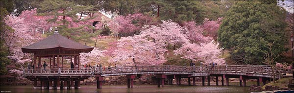 Sakura trees over a bridge, Nara, Japan