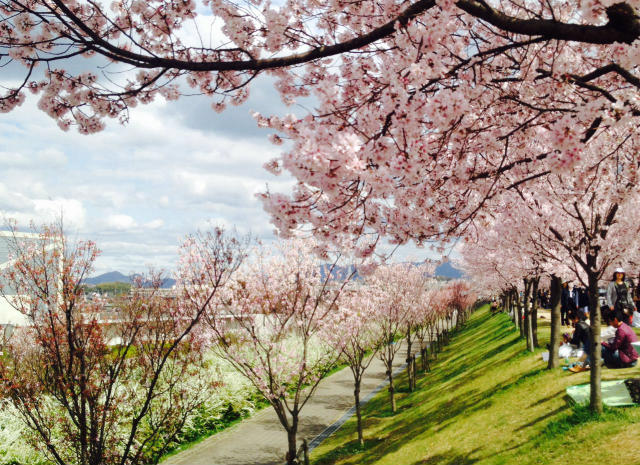 Cherry Blossoms / Sakura during spring in Japan