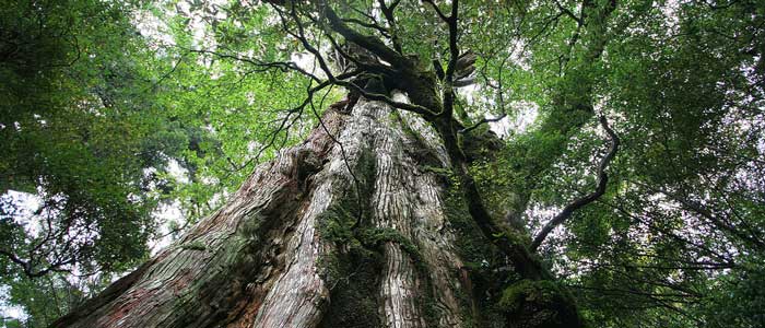 Japan UNESCO World Heritage Site: Yakushima